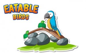 Bird Flight Adventure