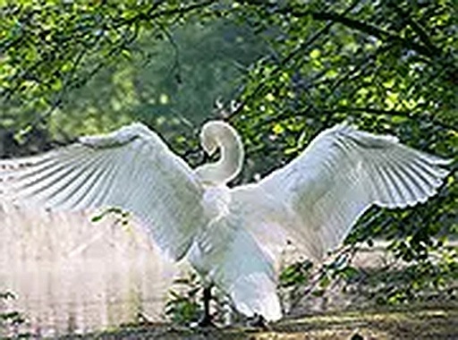 Hidden Spots: Birds Online Puzzle Game